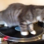 Il gatto che mixa Bob Marley (video)