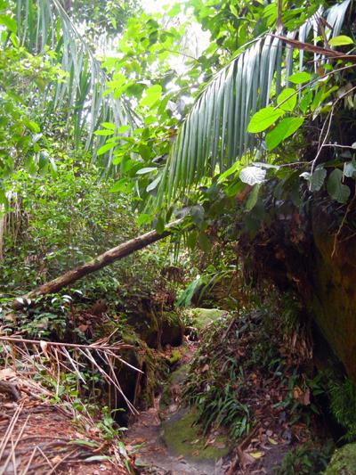 …Malaysia: Taman Negara e Sarawak/Borneo