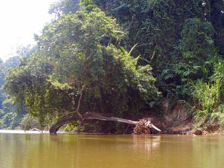 …Malaysia: Taman Negara e Sarawak/Borneo