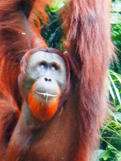 …Malaysia: Taman Negara e Sarawak/Borneo