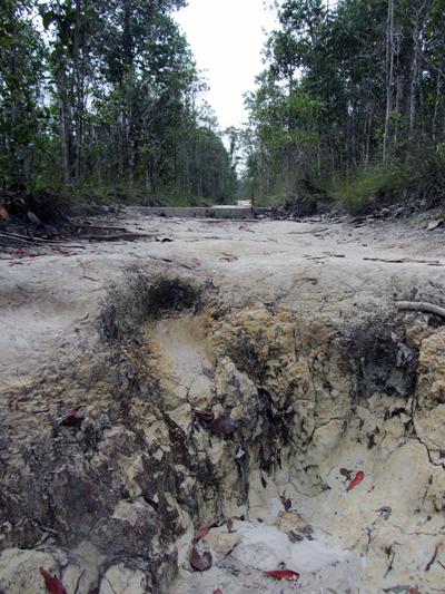 …Malaysia: Taman Negara e Sarawak/Borneo