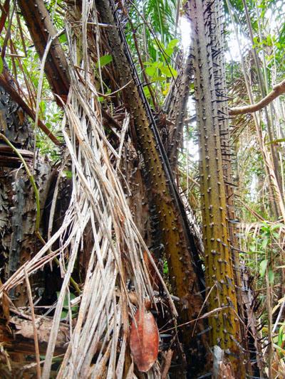 …Malaysia: Taman Negara e Sarawak/Borneo