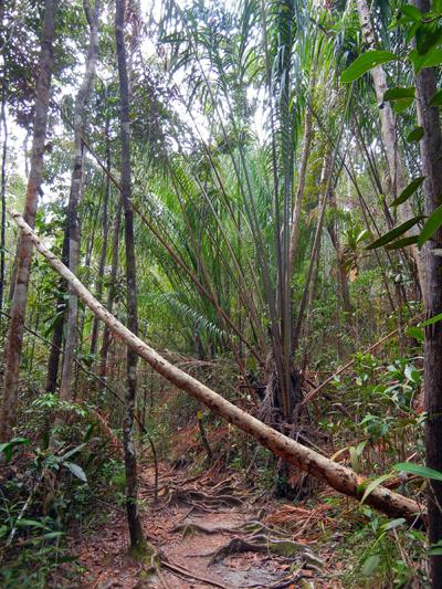 …Malaysia: Taman Negara e Sarawak/Borneo