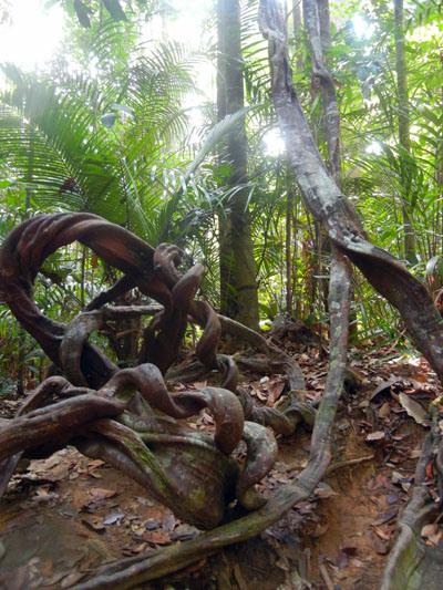 …Malaysia: Taman Negara e Sarawak/Borneo