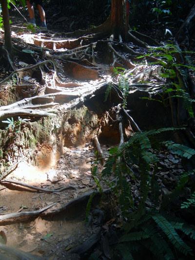 …Malaysia: Taman Negara e Sarawak/Borneo