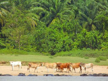 …Malaysia: Taman Negara e Sarawak/Borneo