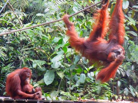 …Malaysia: Taman Negara e Sarawak/Borneo