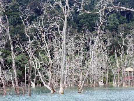 …Malaysia: Taman Negara e Sarawak/Borneo