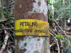 …Malaysia: Taman Negara e Sarawak/Borneo