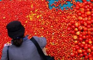 Il Viaggio di un Pomodoro Spagnolo dalla Serra al Supermercato