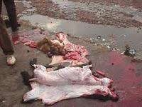 Inserti Animali: Quando l'Abbigliamento Uccide il Pianeta