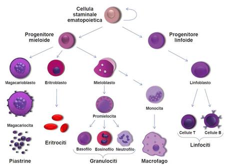 Le cellule staminali