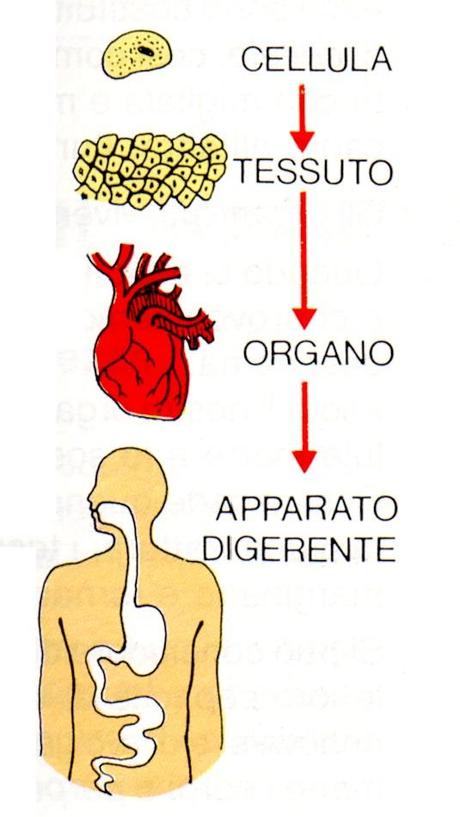 Le cellule staminali