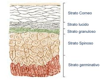 Le cellule staminali