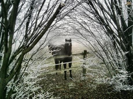 Cavallo neve