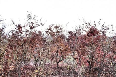 IMG_7895_Snapseed.jpg IMG 7895 Snapseed