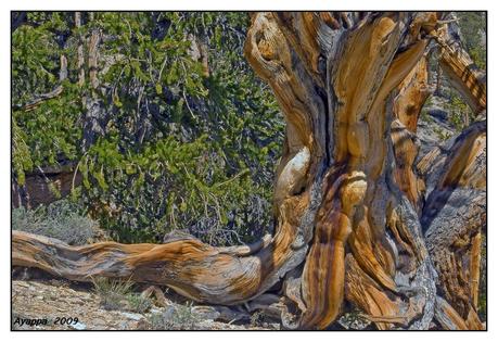 e un albero è sempre un urlo di gioia… e un albero è sempre un urlo di gioia…
