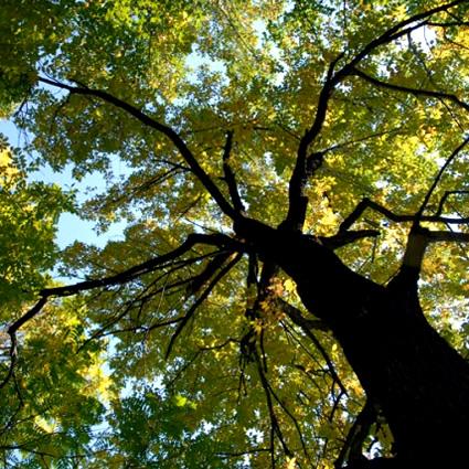 e un albero è sempre un urlo di gioia… Alberi
