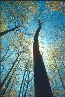 e un albero è sempre un urlo di gioia… e un albero è sempre un urlo di gioia…