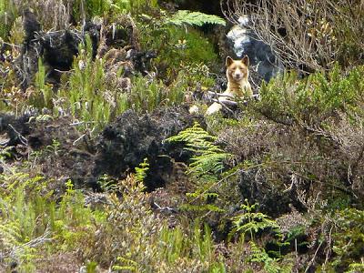 Cane Canoro selvatico avvistato in Nuova Guinea?