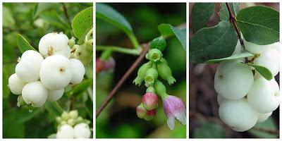 Due Piante per Natale | Il Symphoricarpos e la Pernettya