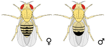 Determinazione del sesso in Drosophila