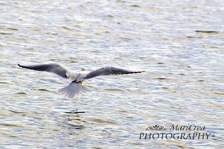 Lago di Massaciuccoli gabbiano in volo