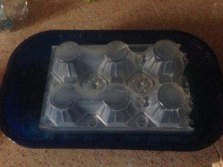 Come costruire un germogliatore in casa riciclando i contenitori di
plastica delle uova