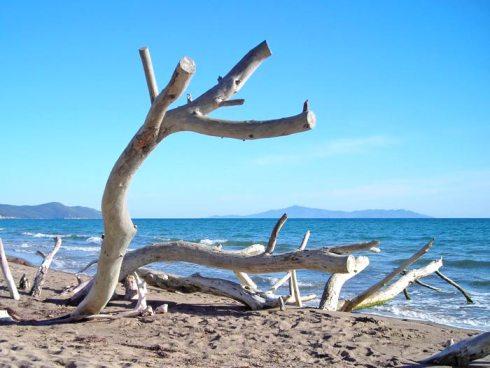 Coupelle ai semi di papavero con Mousse di Salmone e il Silenzio del Capodanno. spiaggia_alberese