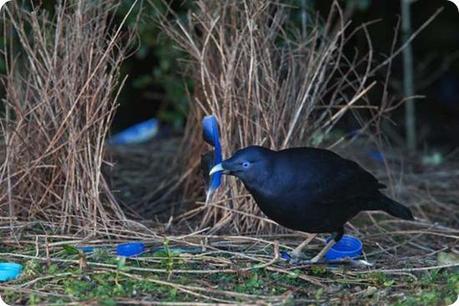 uccello giardiniere2