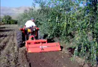 I lavori di gennaio nell'Oliveto del Salento leccese