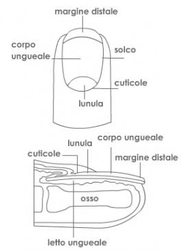 Dalla mia tesina: Le Unghie