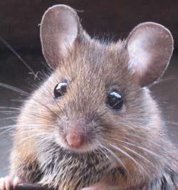 Photo of a mouse.