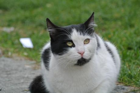 Istanbul, la città dei gatti - Istanbul, the city of cats