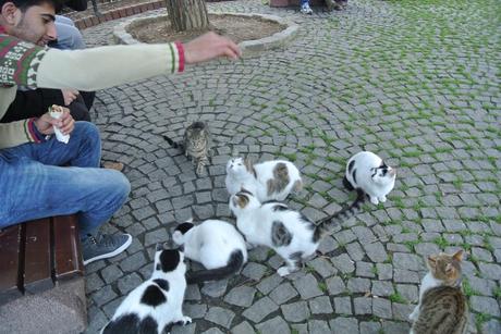 Istanbul, la città dei gatti - Istanbul, the city of cats