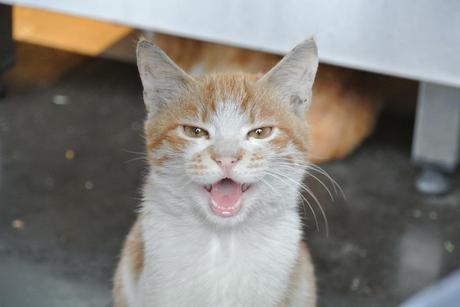 Istanbul, la città dei gatti - Istanbul, the city of cats