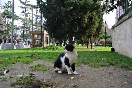 Istanbul, la città dei gatti - Istanbul, the city of cats