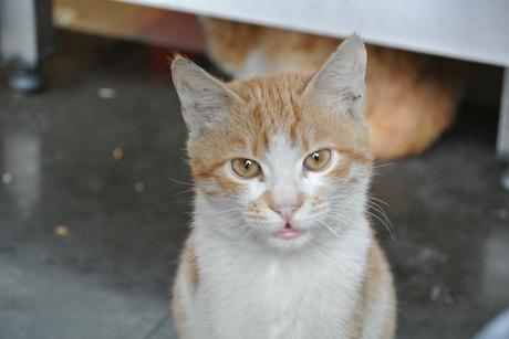 Istanbul, la città dei gatti - Istanbul, the city of cats