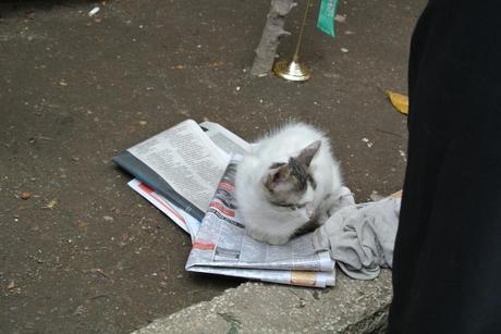 Istanbul, la città dei gatti - Istanbul, the city of cats