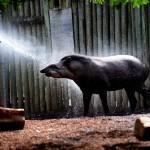 Australia, ondata di caldo: il tapiro dello zoo si rinfresca