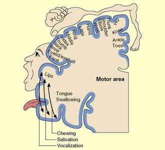 NF 18 – Come Funziona il Sistema Nervoso. Mappe Somato-topiche.