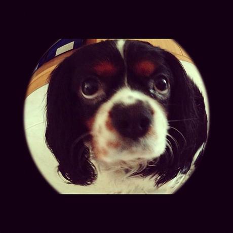 Manuale d'uso dell'Iphone...per imbranate! Manuale d'uso dell'Iphone...per imbranate!