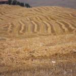 i campi di grano lavoratinel senese