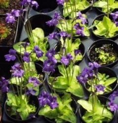 pinguicola grandiflora pinguicola grandiflora2