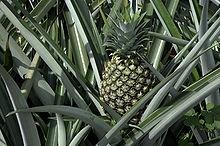 succo ananas succo ananas2