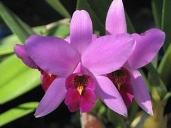 fiori di cattleya.