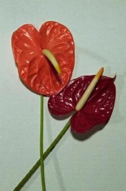 Anthurium Fiori rosso e arancione.