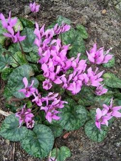 Ciclamino cyclamen purpurascens