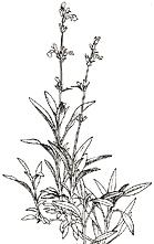 salvia cespuglio