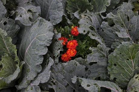 Orto d'artista! Orto d'artista!